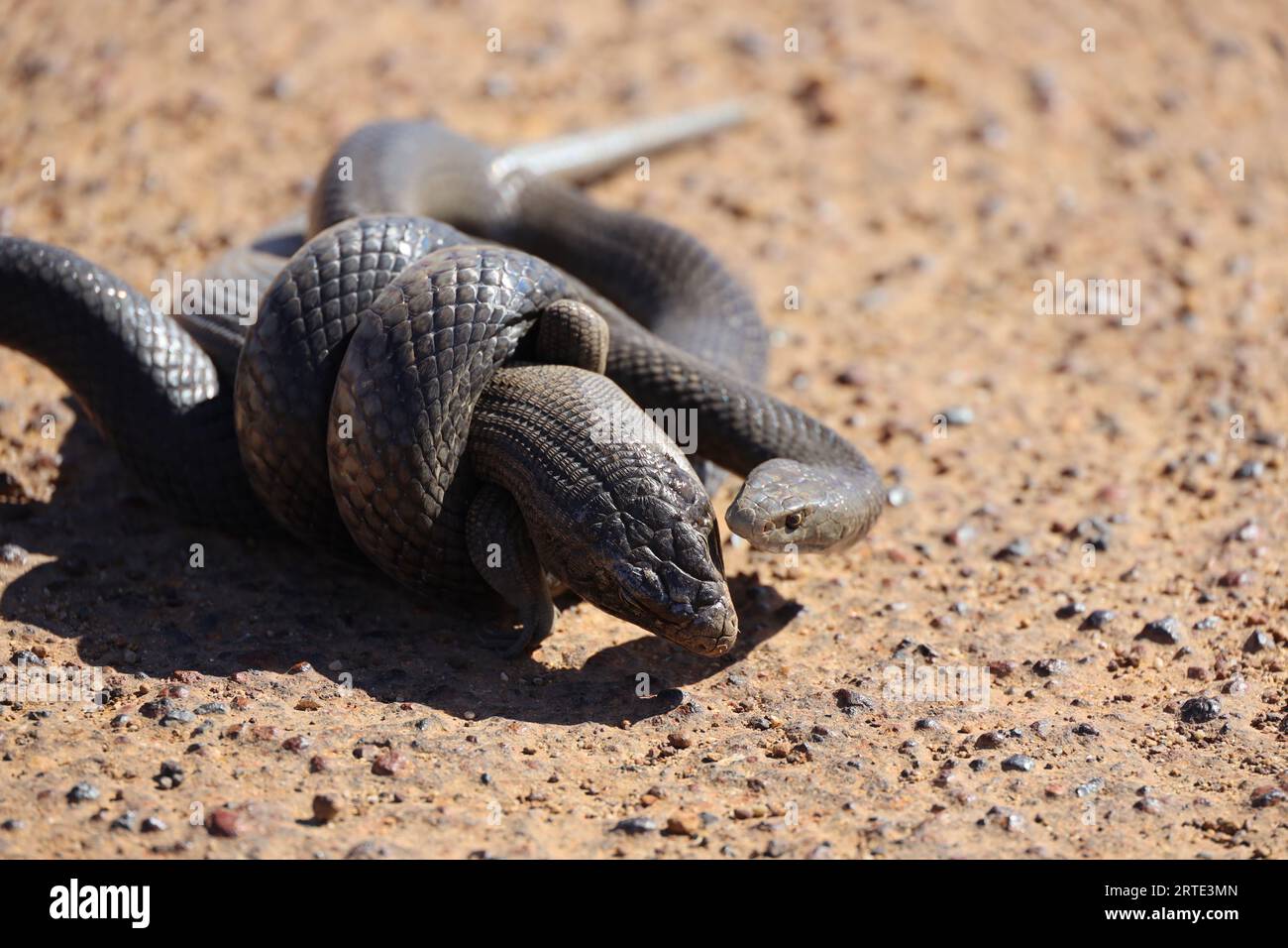 Eine Nahaufnahme einer dugiten Schlange in der Größe ihrer Mahlzeit, die sich zum Verzehr vorbereitet Stockfoto