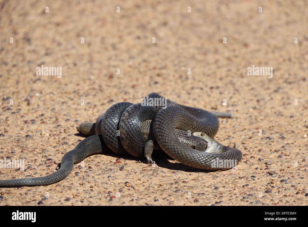 Eine Nahaufnahme einer dugiten Schlange in der Größe ihrer Mahlzeit, die sich zum Verzehr vorbereitet Stockfoto