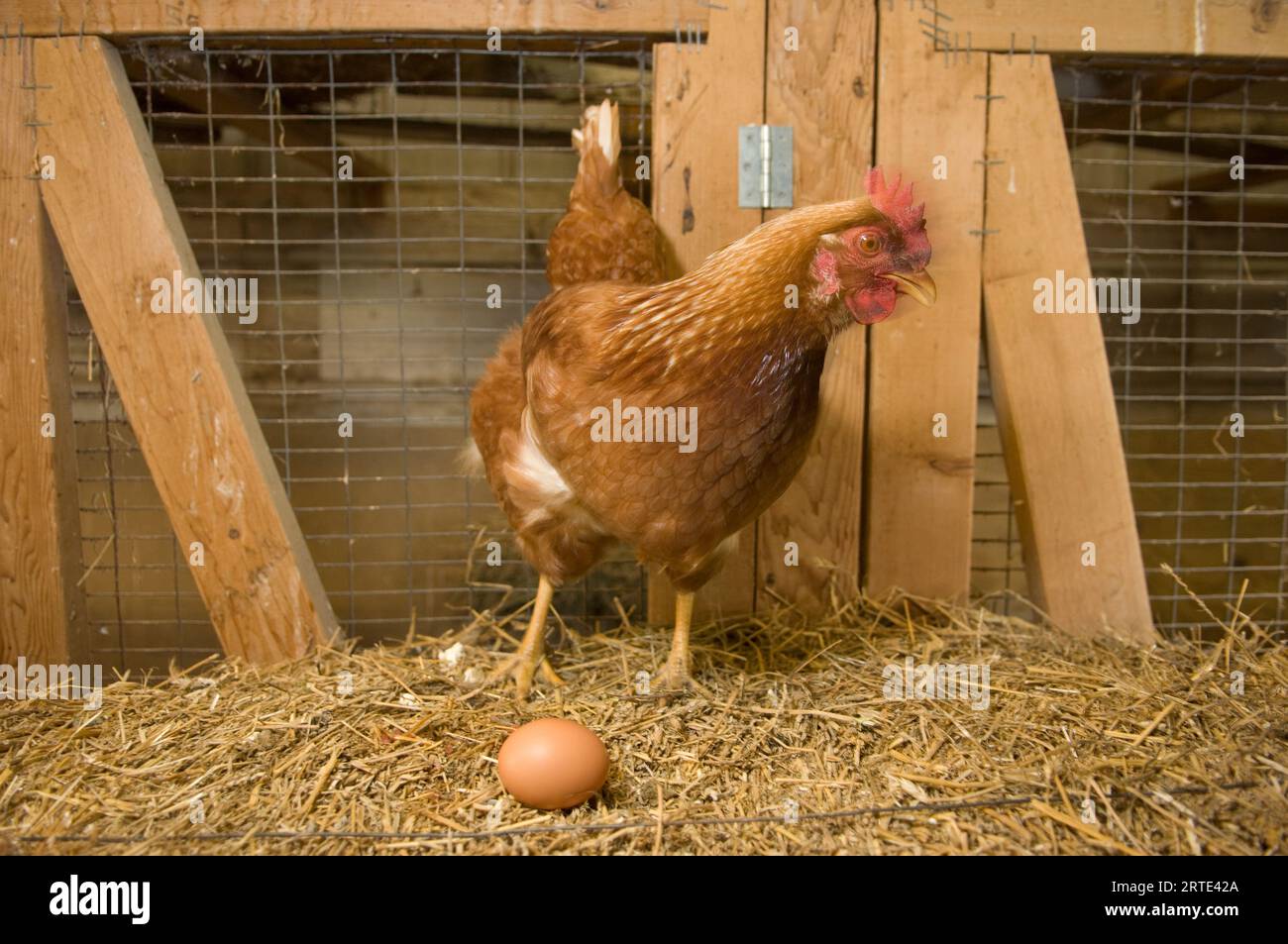New Hampshire Red Huhn mit Ei in einem Hühnerstall; Davey, Nebraska, Vereinigte Staaten von Amerika Stockfoto