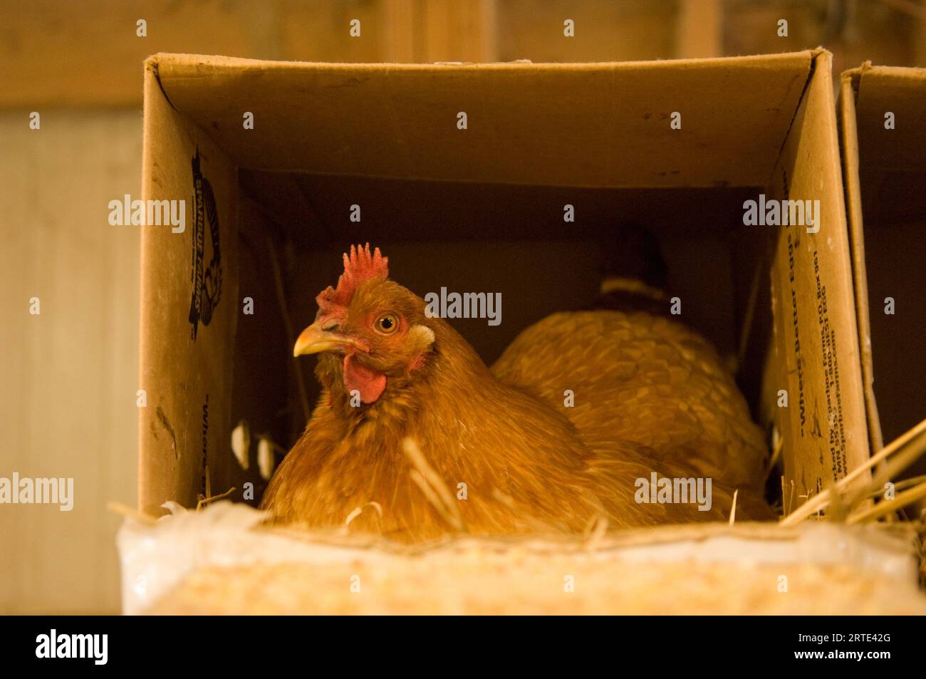 Hühner (Gallus gallus domesticus), die in einer Kiste in einer Scheune leben; Davey, Nebraska, Vereinigte Staaten von Amerika Stockfoto