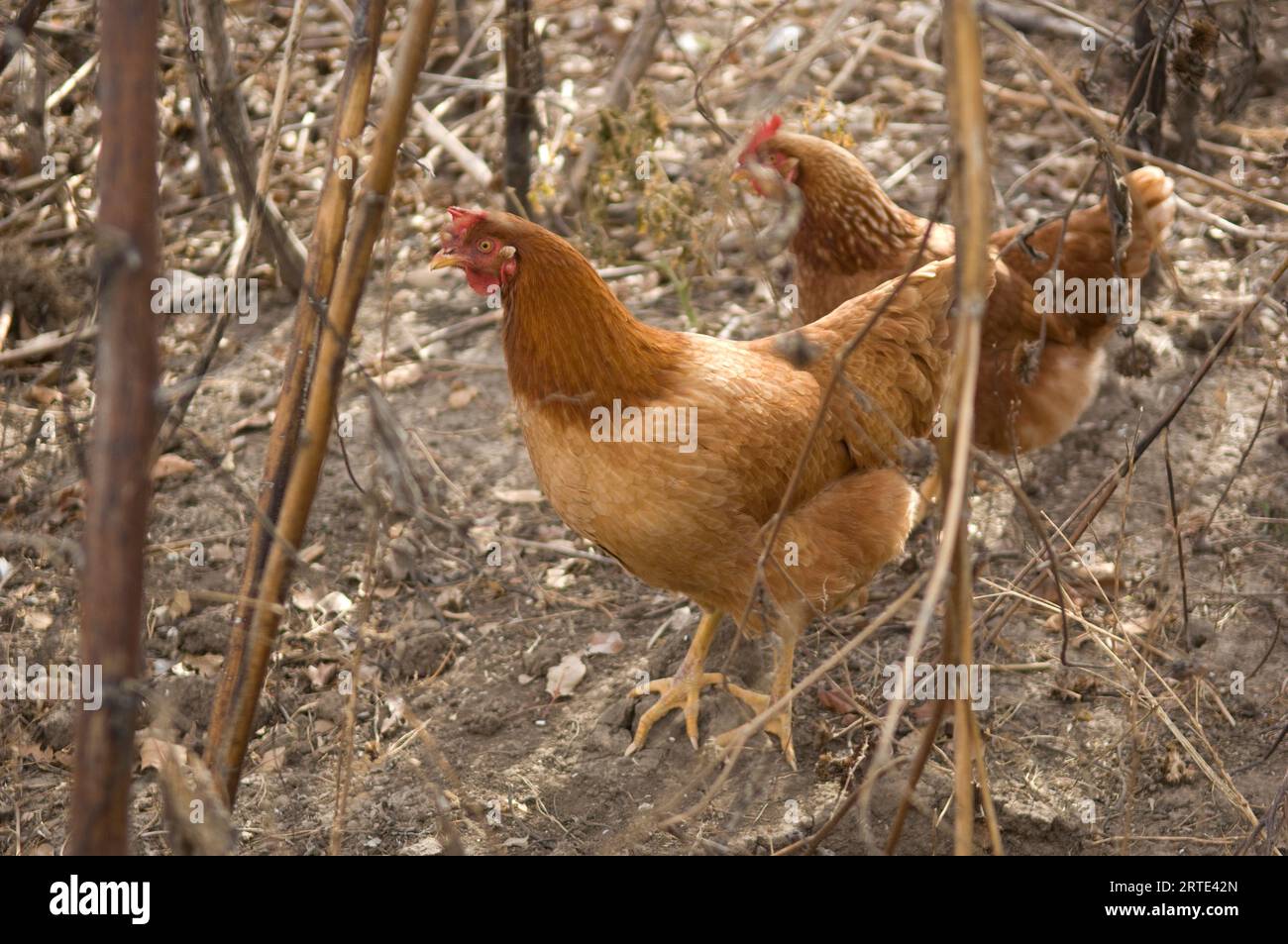 Paare von New Hampshire Red Hens (Gallus gallus domesticus); Davey, Nebraska, Vereinigte Staaten von Amerika Stockfoto