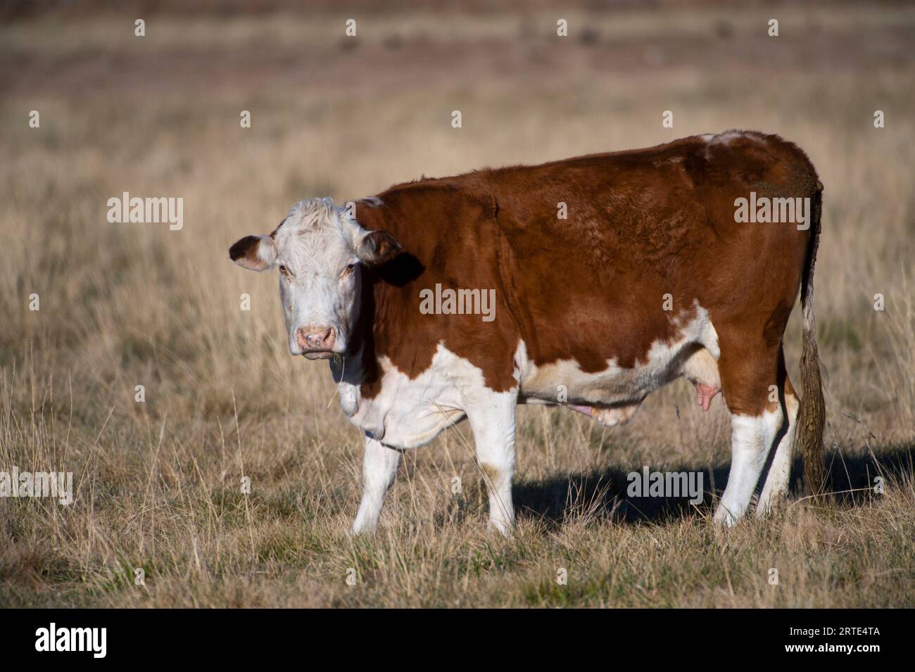 Porträt einer Hereford-Kuh, die im Sonnenlicht steht; San Antonio, New Mexico, Vereinigte Staaten von Amerika Stockfoto