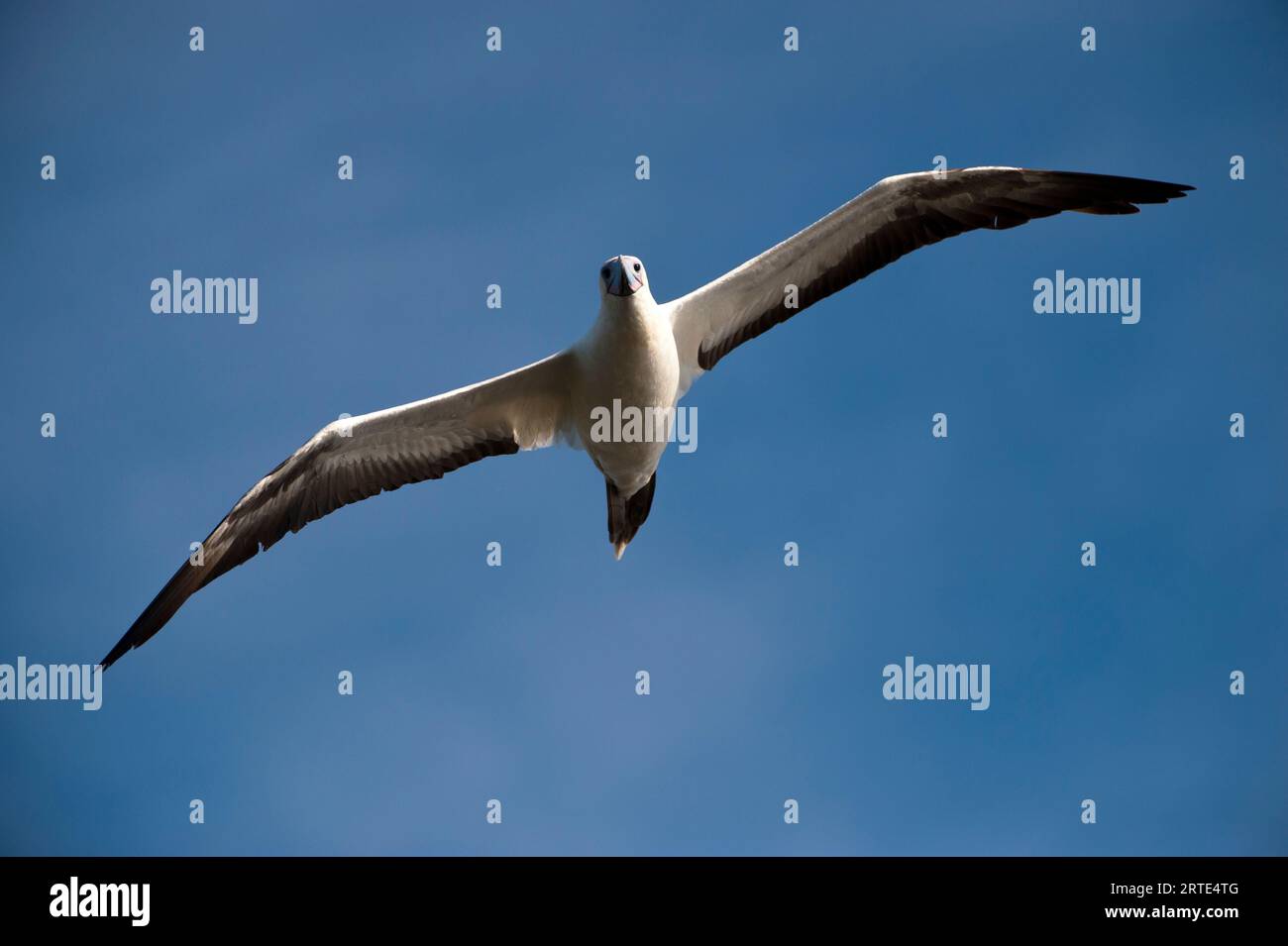 Die weiße Morph des Rotfüßlers (Sula sula) fliegt in einem blauen Himmel über San Cristobal Island im Galapagos Islands National Park Stockfoto