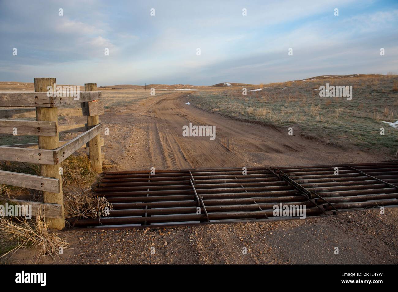 Viehwache auf einer Straße in den Nebraska Sandhills, USA; Sandhills, Nebraska, Vereinigte Staaten von Amerika Stockfoto