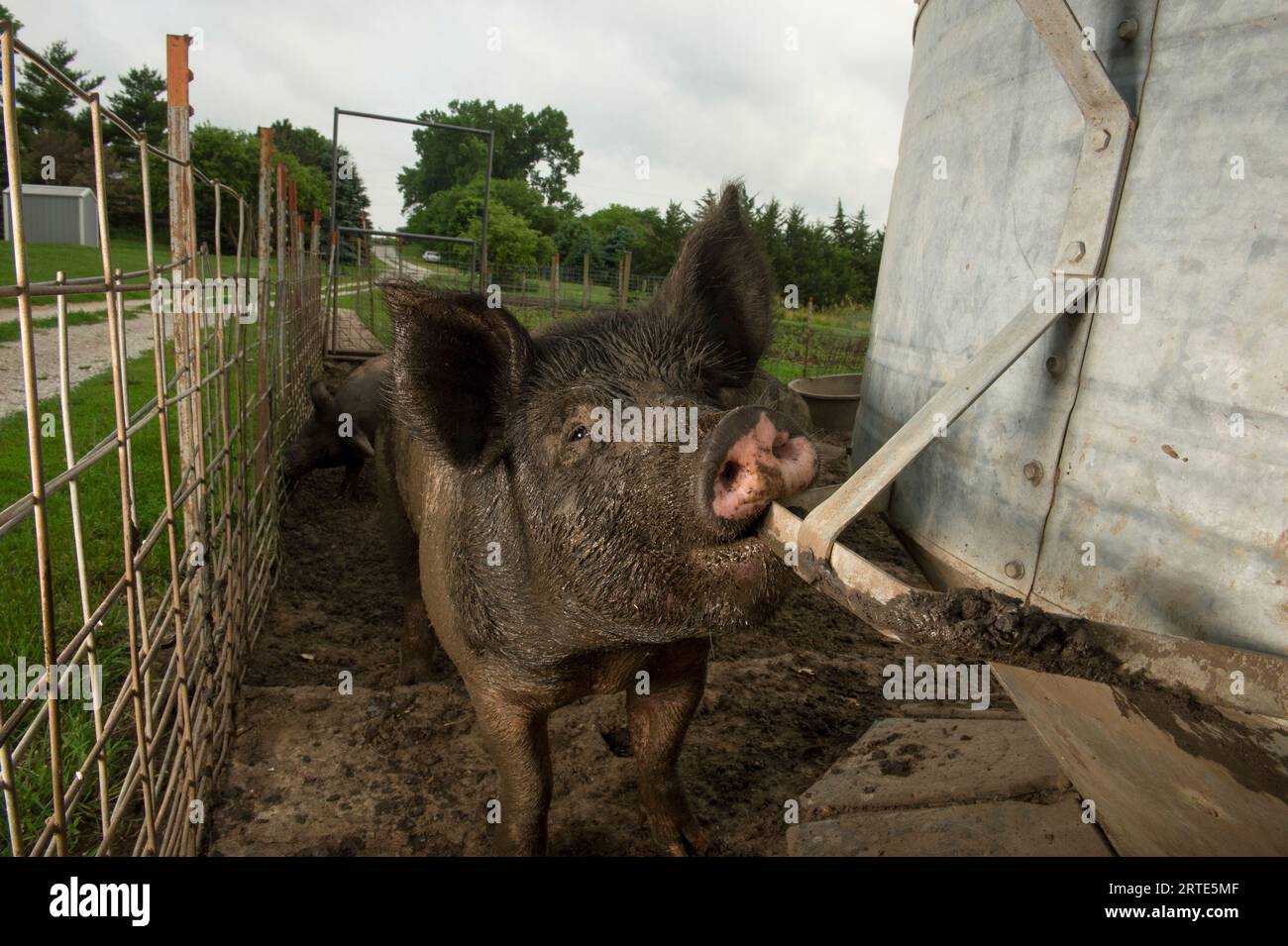 Biologisch gezüchtete Schweine in einem Betrieb in der Nähe von Palmyra, Nebraska, USA; Palmyra, Nebraska, Vereinigte Staaten von Amerika Stockfoto