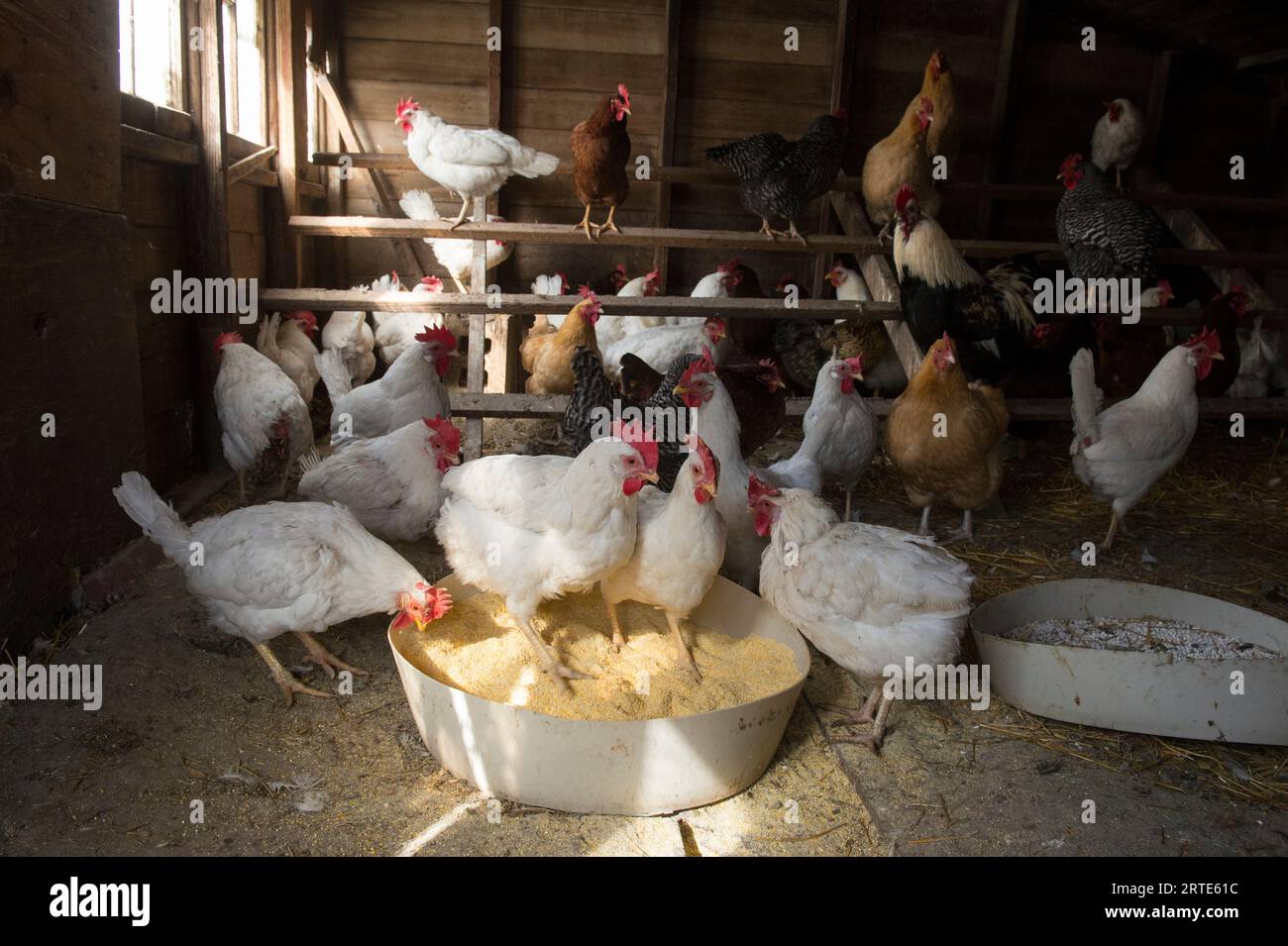 Hühner (Gallus domesticus) ernähren sich in einem Hühnerstall; Valparaiso, Nebraska, Vereinigte Staaten von Amerika Stockfoto