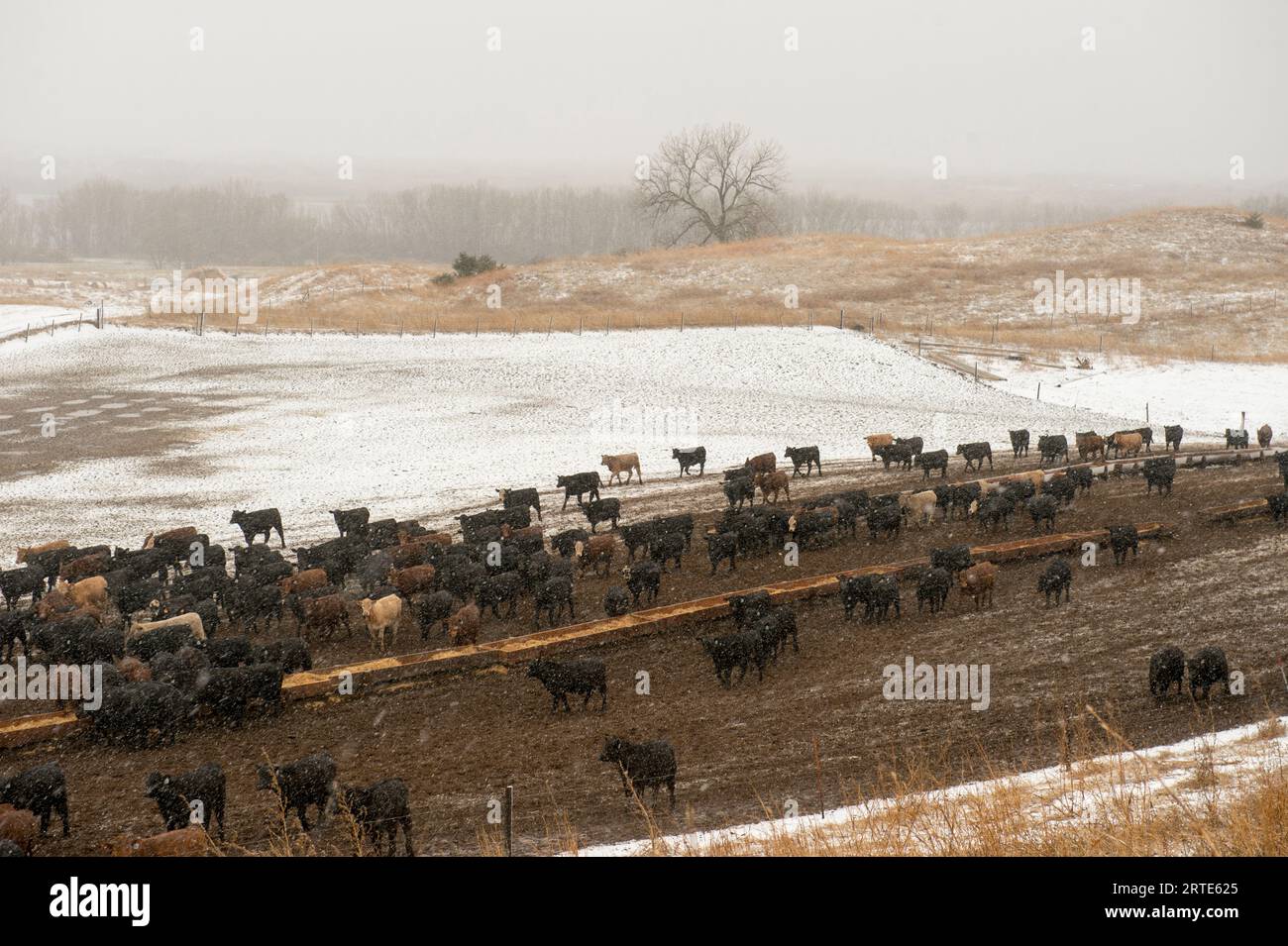 Die Rinder ziehen in einem Schneesturm über Ackerland; Burwell, Nebraska, Vereinigte Staaten von Amerika Stockfoto