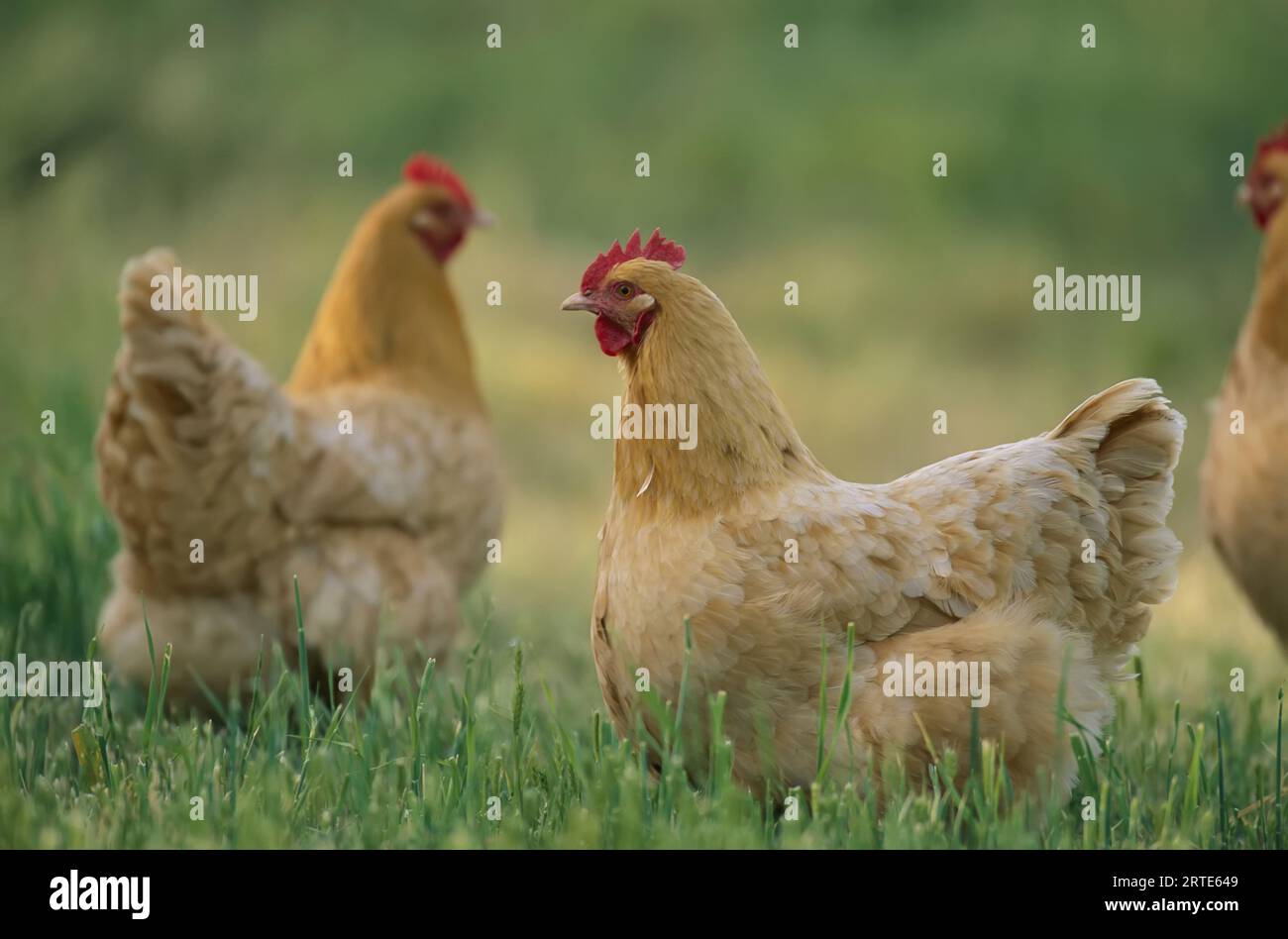 Buff Orpington Hühner auf dem Hof; Glen Rose, Texas, Vereinigte Staaten von Amerika Stockfoto