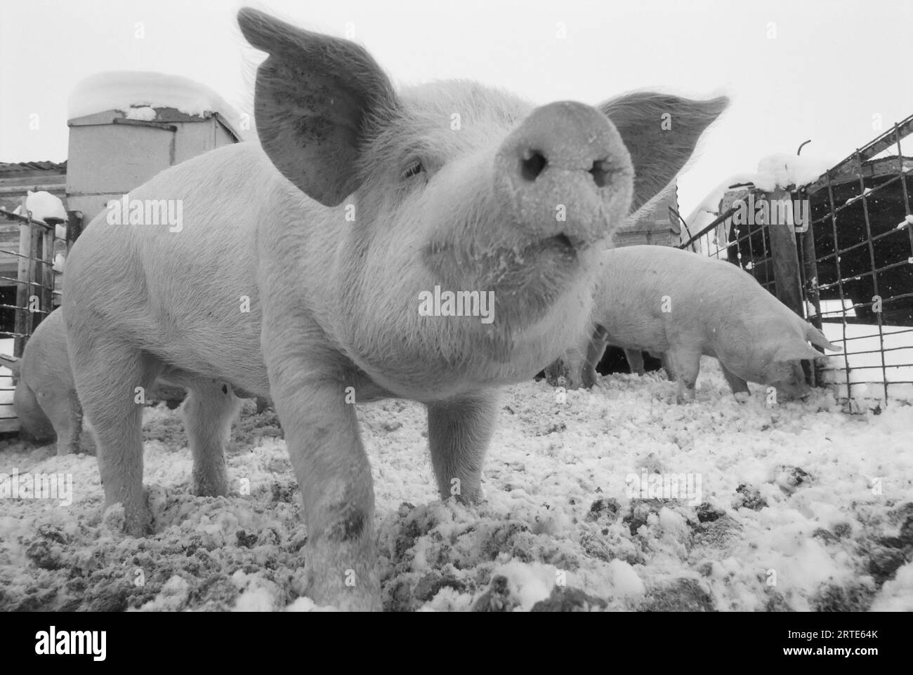 Nahaufnahme eines jungen Schweins in einem verschneiten Stall; Bennet, Nebraska, Vereinigte Staaten von Amerika Stockfoto