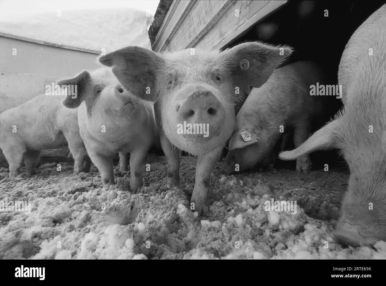 Junge Schweine in einem schneebedeckten Stall; Bennet, Nebraska, Vereinigte Staaten von Amerika Stockfoto Junge Schweine in einem schneebedeckten Stall; Bennet, Nebraska, Vereinigte Staaten von Amerika Stockfoto