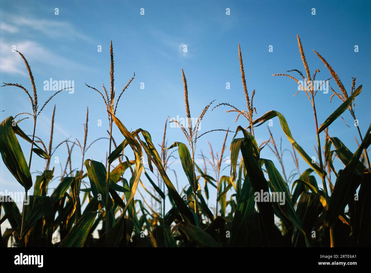 Sonnenlicht auf den Spitzen von Maispflanzen auf einem Feld; Bennet, Nebraska, Vereinigte Staaten von Amerika Stockfoto