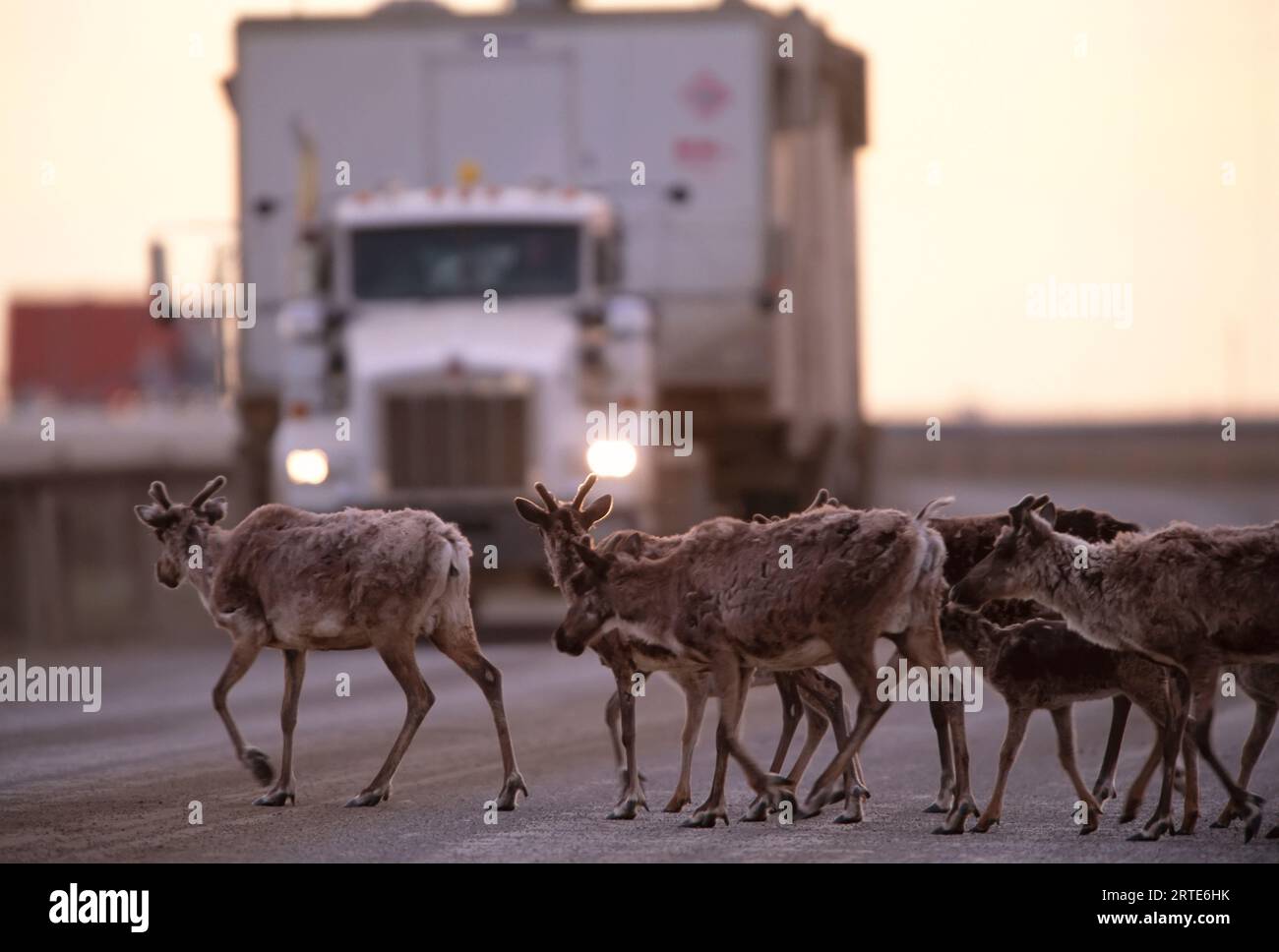 Caribou (Rangifer tarandus) drängen eine Straße auf der Suche nach Erleichterung von beißenden Mücken, während ein Transportwagen auf ihre Überquerung wartet, Kuparuk River Oil... Stockfoto