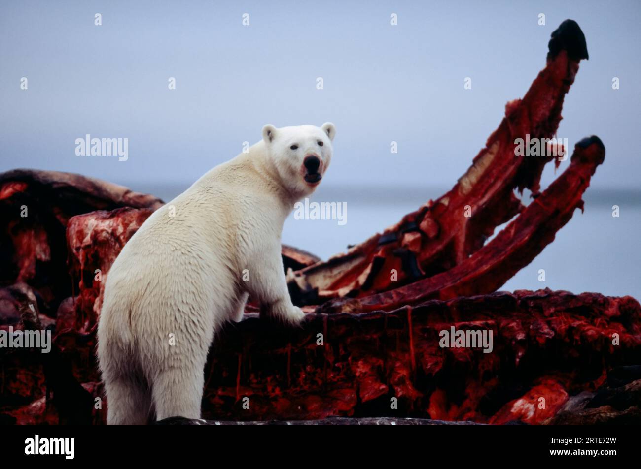 Eisbär (Ursus maritimus) sucht auf einem Wal-Kadaver; North Slope, Alaska, Vereinigte Staaten von Amerika Stockfoto