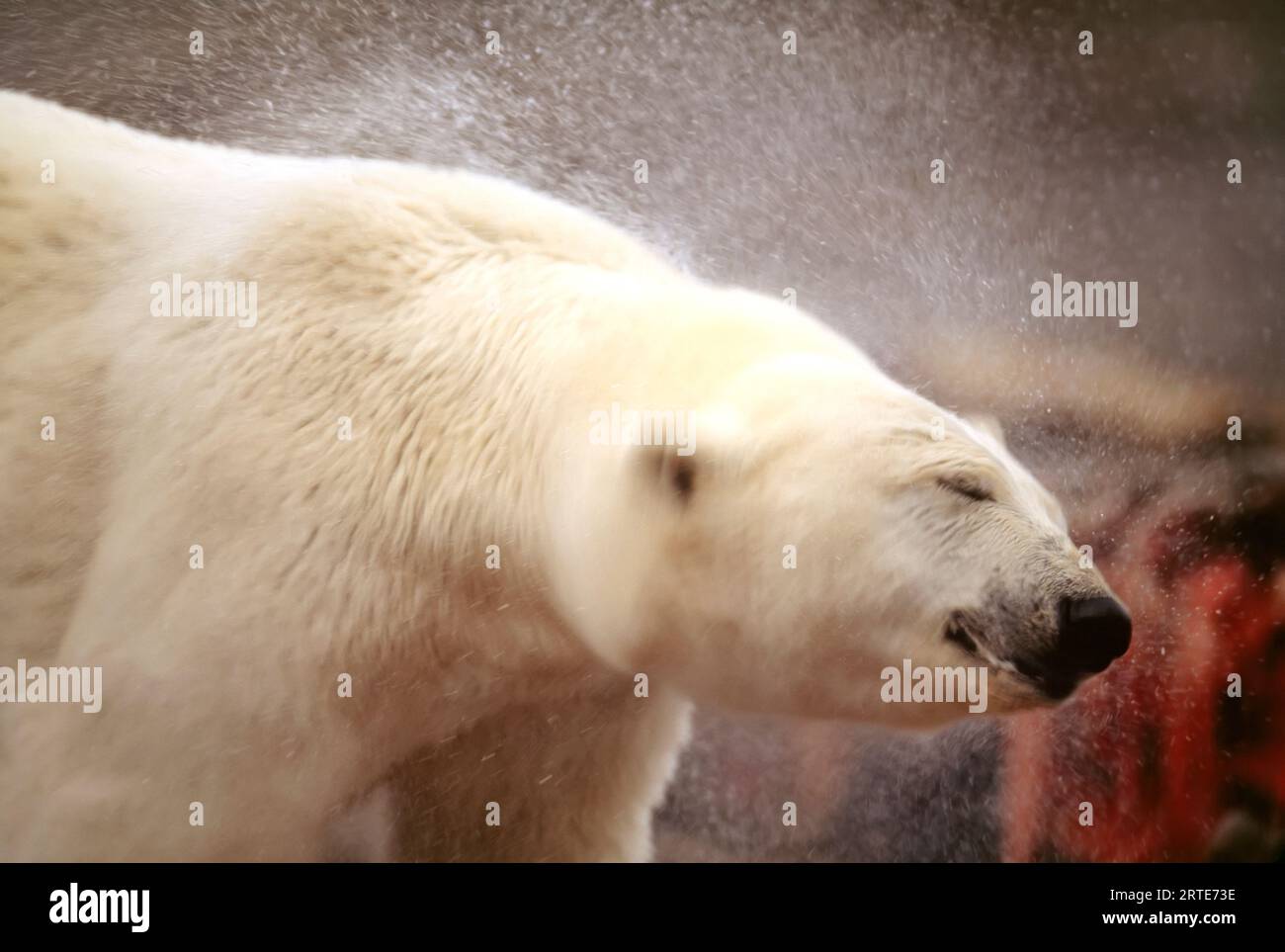 Eisbär (Ursus maritimus) schüttelt sein nasses Fell; North Slope, Alaska, Vereinigte Staaten von Amerika Stockfoto
