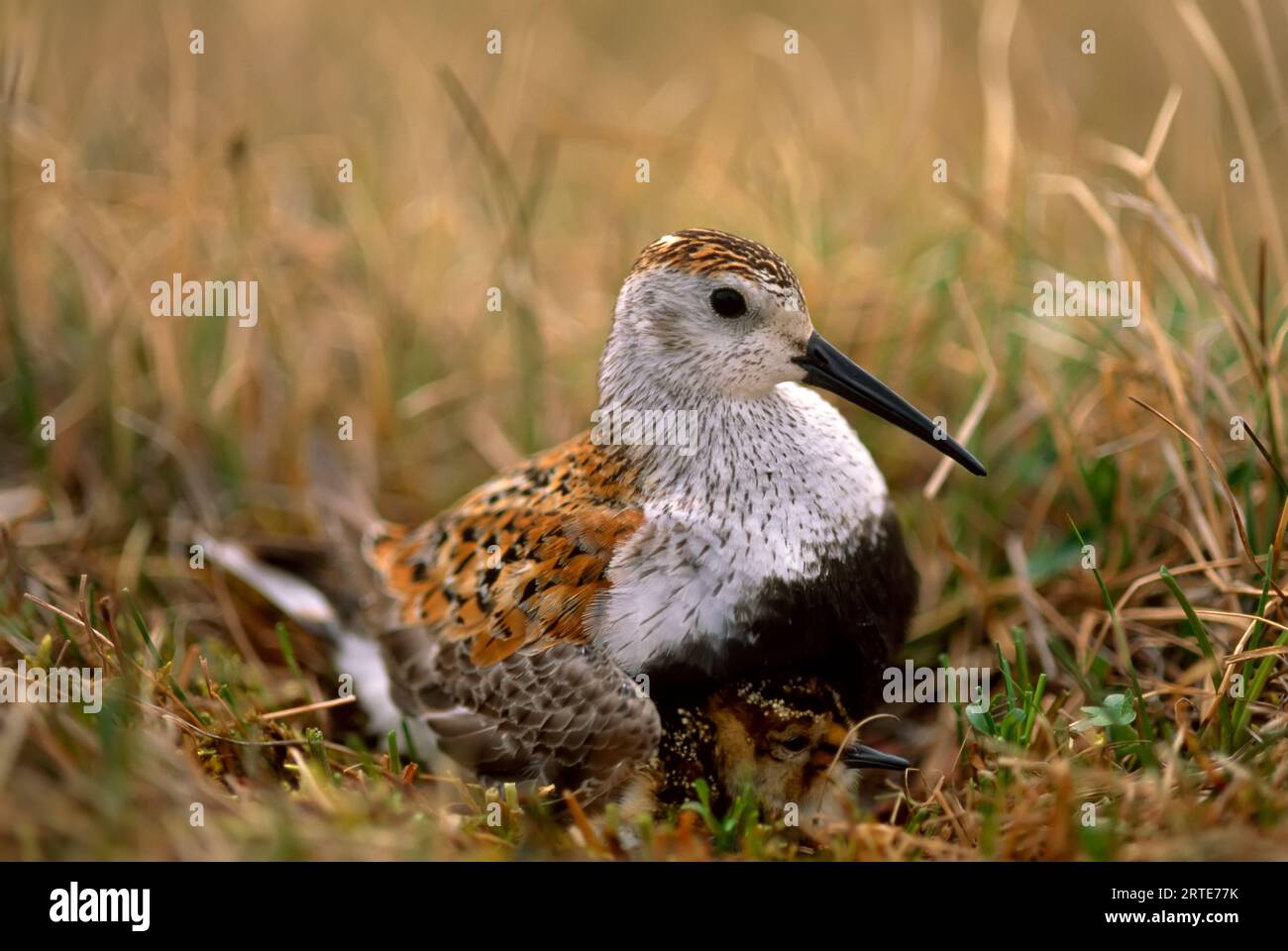 Dunlin Sandpiper (Calidris alpina) auf seinem Nest in der Tundra; North Slope, Alaska, Vereinigte Staaten von Amerika Stockfoto