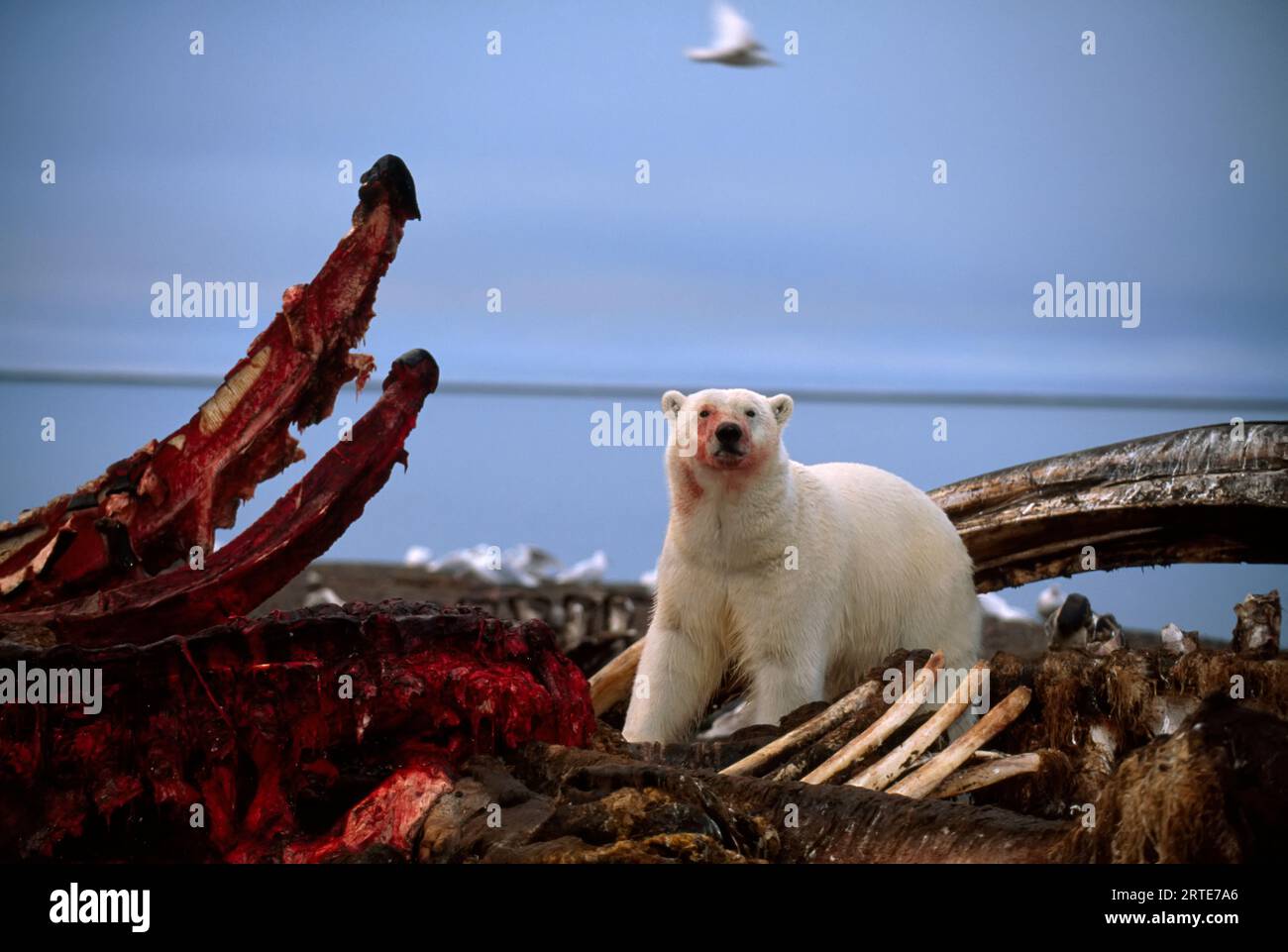 Eisbär (Ursus maritimus) und ein teilweise gegessen Wal-Kadaver; Kaktovik, Alaska, Vereinigte Staaten von Amerika Stockfoto
