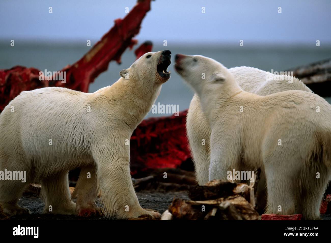 Drei Eisbären (Ursus maritimus) und ein teilweise gegessen Wal-Kadaver; Kaktovik, Alaska, Vereinigte Staaten von Amerika Stockfoto