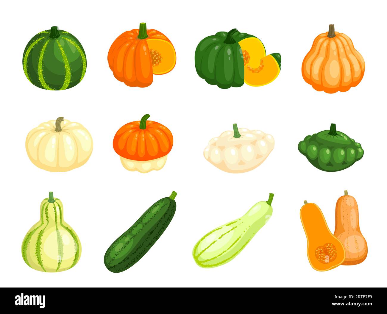 Roher Butternusskürbis, Zucchini und Kürbisgemüse. Vector Farm Veggie Food, gelbe Zucchini, grüne Zucchini, orangefarbener Kürbis und weißer Patty Pan Squash, halb geschnittenes Gemüse und Wedges mit Samen Stock Vektor