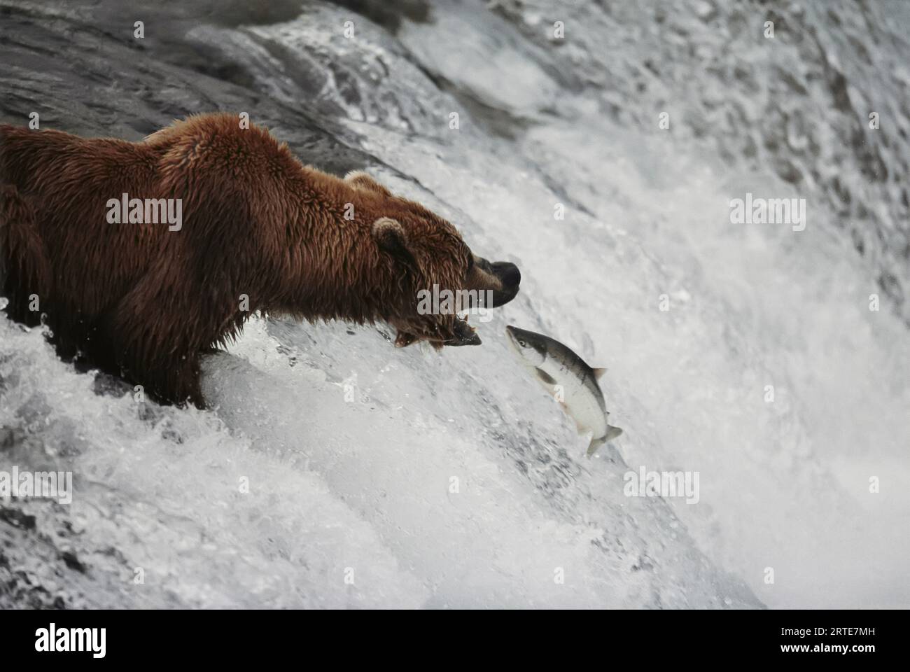 Grizzlybär (Ursus arctos horribilis) bereitet sich darauf vor, einen springenden Lachs aus einem Wasserfall, Brooks Falls, Katmai Nationalpark und Preserve, Ala. zu schnappen... Stockfoto