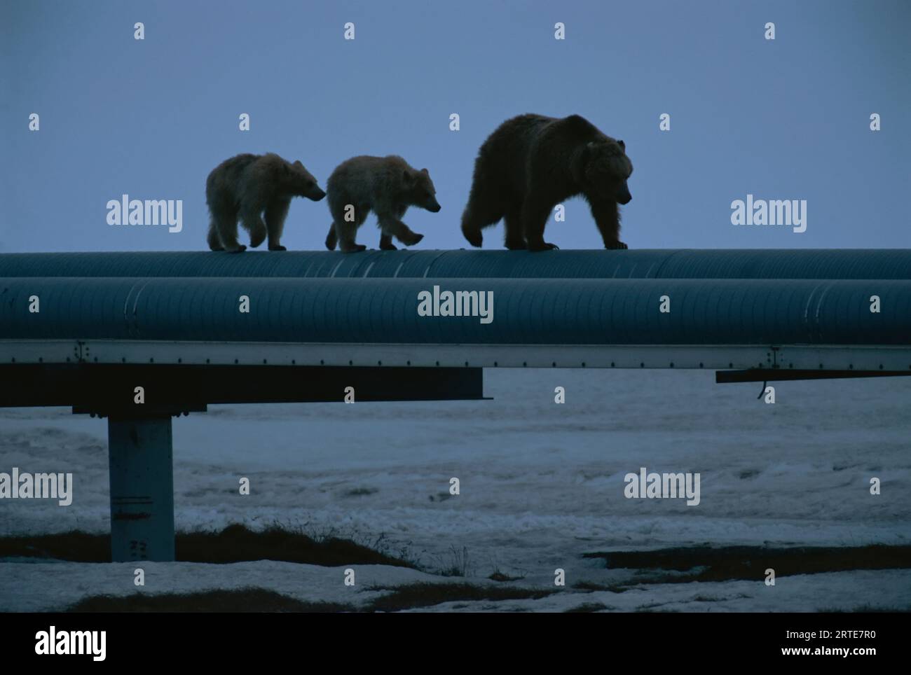 Mutter Grizzlybär (Ursus arctos horribilis) mit ihren Jungen spaziert entlang der Ölpipeline; Prudhoe Bay, Alaska, Vereinigte Staaten von Amerika Stockfoto