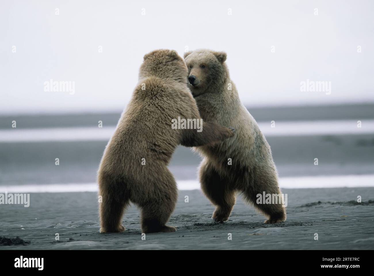 Zwei Grizzlybären (Ursus arctos horribilis) rasten spielerisch entlang der Hallo Bay im Katmai National Park and Preserve, Alaska USA Stockfoto