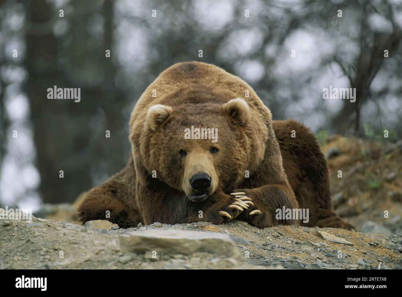 Grizzlybär (Ursus arctos horribilis) ruht am Boden am Rande der Larson Bay, Larson Bay, Alaska, Vereinigte Staaten von Amerika Stockfoto
