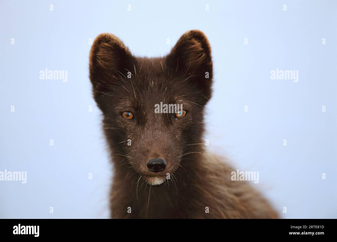 Porträt eines Polarfuchses (Alopex lagopus) im Sommermantel; St. Paul Island, Pribilof Islands, Alaska, Vereinigte Staaten von Amerika Stockfoto