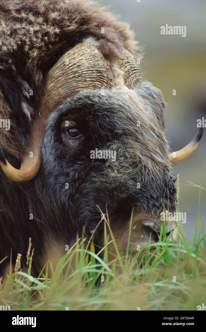 Blick aus der Nähe auf den Kopf eines Moschusochs (Ovibos moschatus) im Yukon Delta National Wildlife Refuge, Alaska, USA Stockfoto