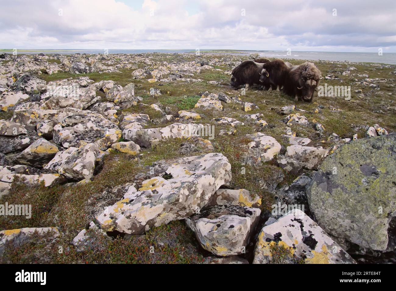 Eine Gruppe von Moschusochsen (Ovibos moschatus) weidet zwischen Flechten bedeckten Felsen im Yukon Delta National Wildlife Refuge, Alaska, USA Stockfoto