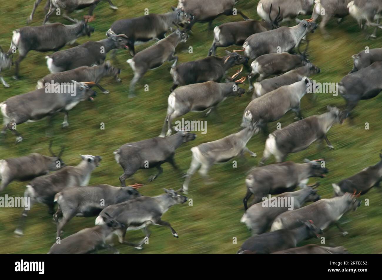 Herde einheimischer Rentiere (Rangifer tarandus) auf der Insel Nunivak im Yukon-Delta; Nunivak Island, Yukon Territory, Kanada Stockfoto