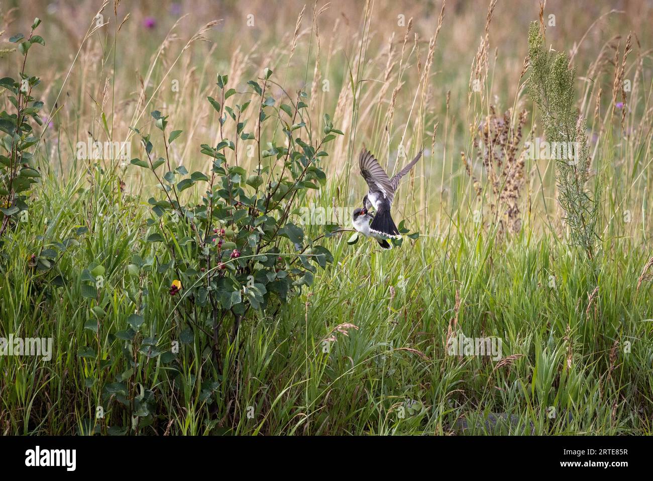 Ein östlicher Königsvogel, der eine Beere an ein Jungtier während des Fluges füttert. South Park Wildlife Habitat Management Area, Wyoming Stockfoto