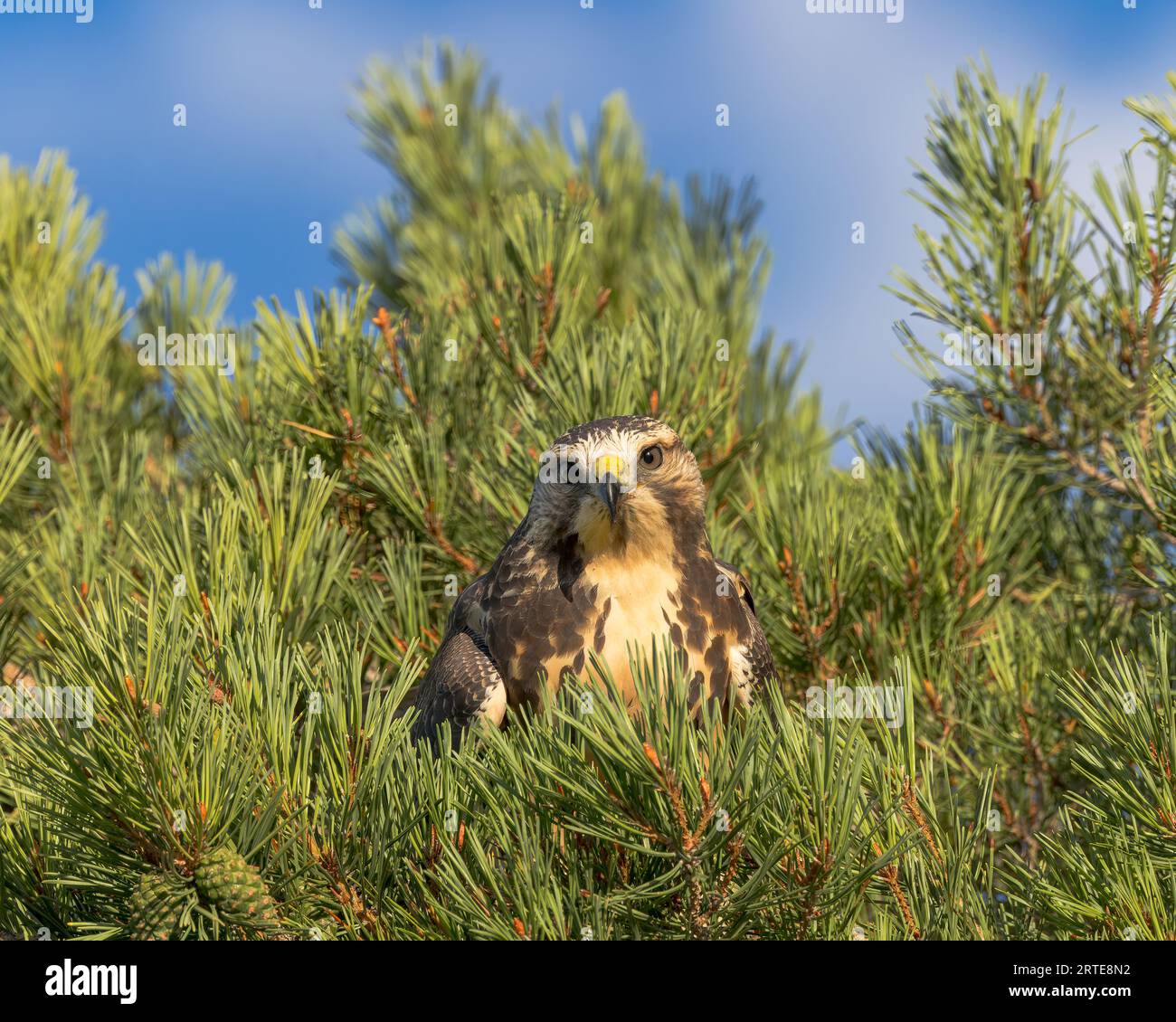 Ein Swainson's Hawk liegt bequem in Pinienzweigen; Wyoming, USA Stockfoto