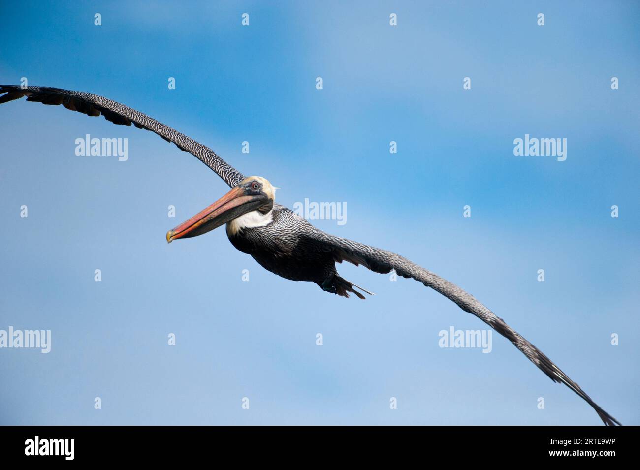 Der braune Pelikan (Pelecanus occidentalis) fliegt in einem blauen Himmel in der Nähe der Insel Santiago im Nationalpark Galapagos Islands; Galapagos Islands, Ecuador Stockfoto