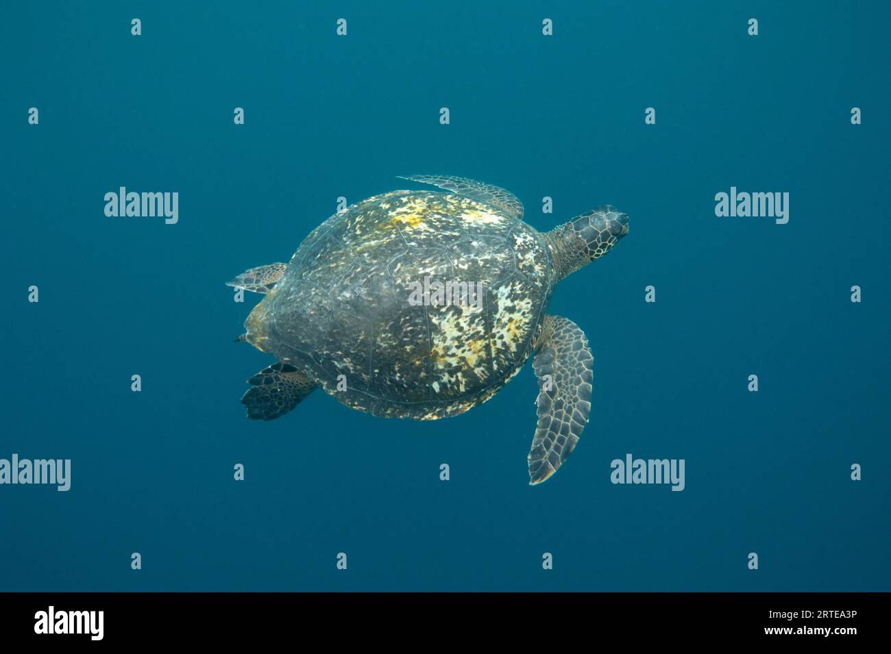 Gefährdete grüne Meeresschildkröte (Chelonia mydas), die im azurblauen Wasser in der Nähe des Kicker Rock im Galapagos Islands National Park schwimmt Stockfoto