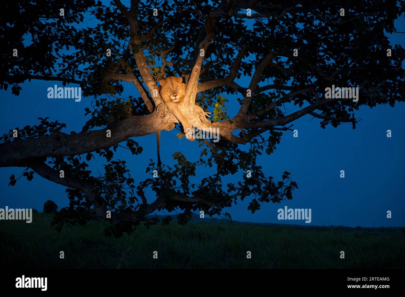 Afrikanischer Löwe (Panthera leo) klettert auf einen Baum, um nachts zu schlafen, und ein Licht beleuchtet den ruhenden Löwen im Queen Elizabeth National Park, Uganda Stockfoto