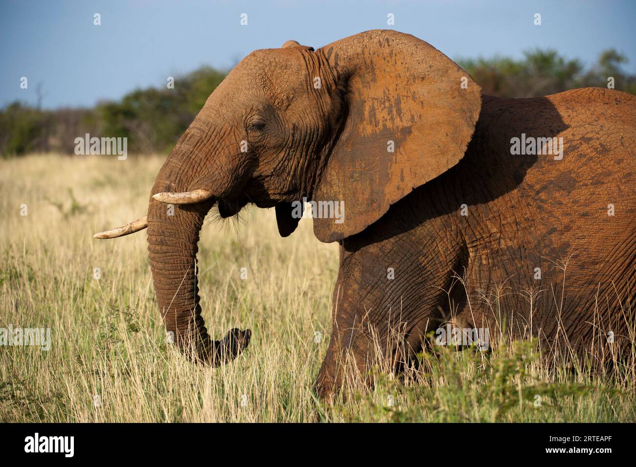 Afrikanischer Elefant (Loxodonta africana) steht in Gräsern im Madikwe Game Reserve, Südafrika Stockfoto