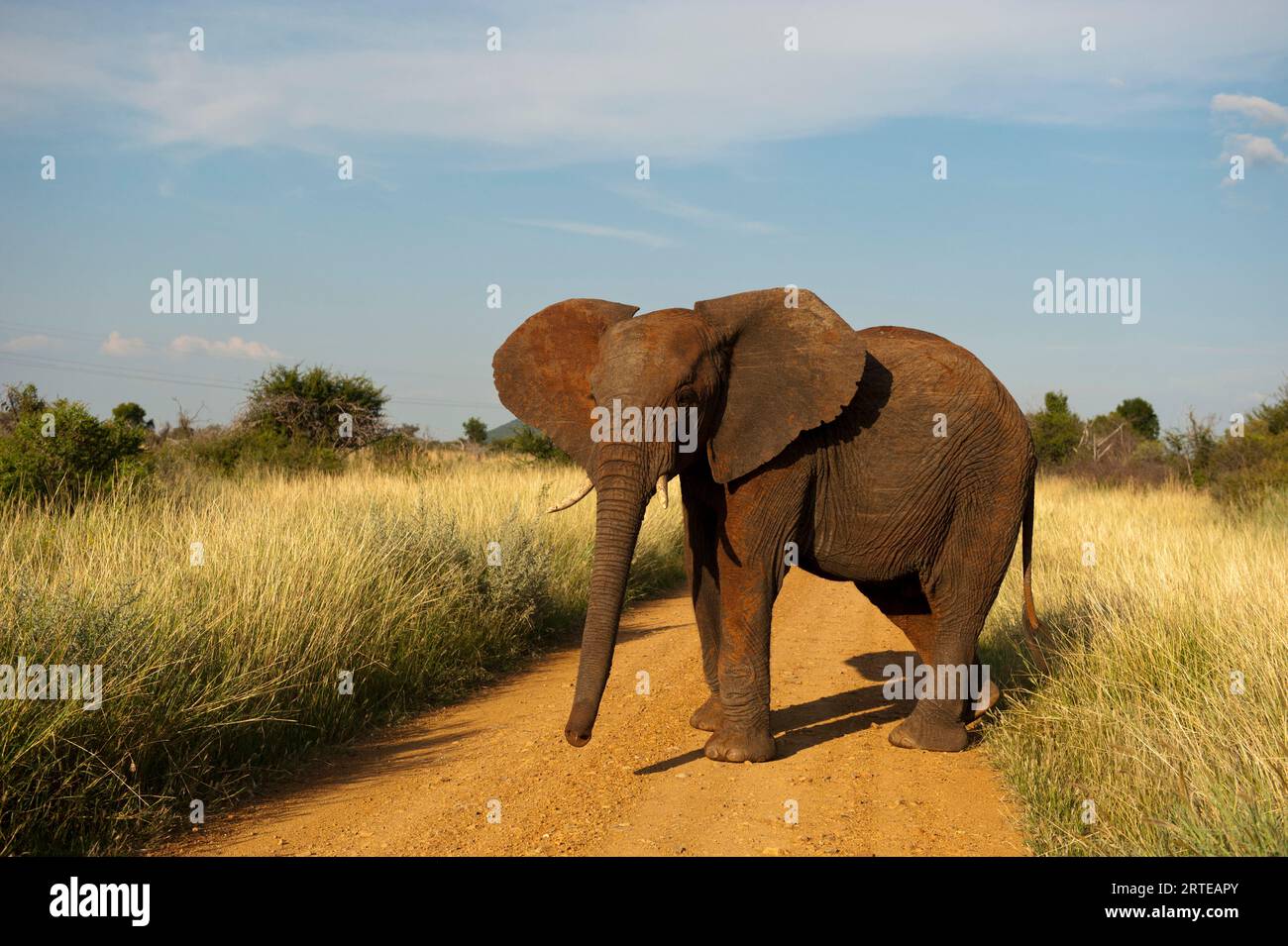 Der gefährdete afrikanische Elefant (Loxodonta africana) steht allein auf einer Feldstraße im Madikwe Game Reserve, Südafrika Stockfoto