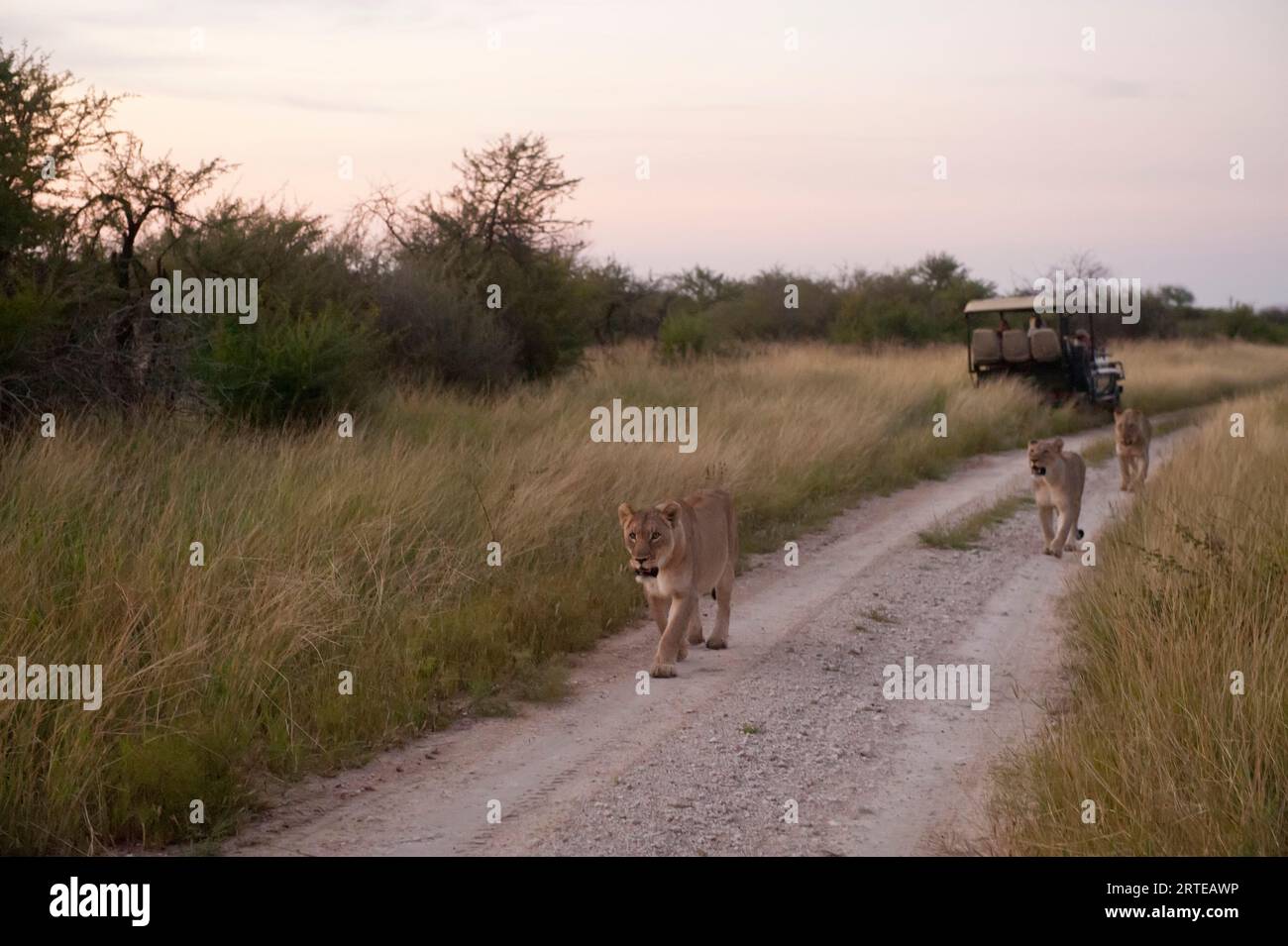 Afrikanische Löwen (Panthera leo) spazieren über eine Feldstraße im Madikwe Game Preserve in Südafrika (Südafrika) Stockfoto