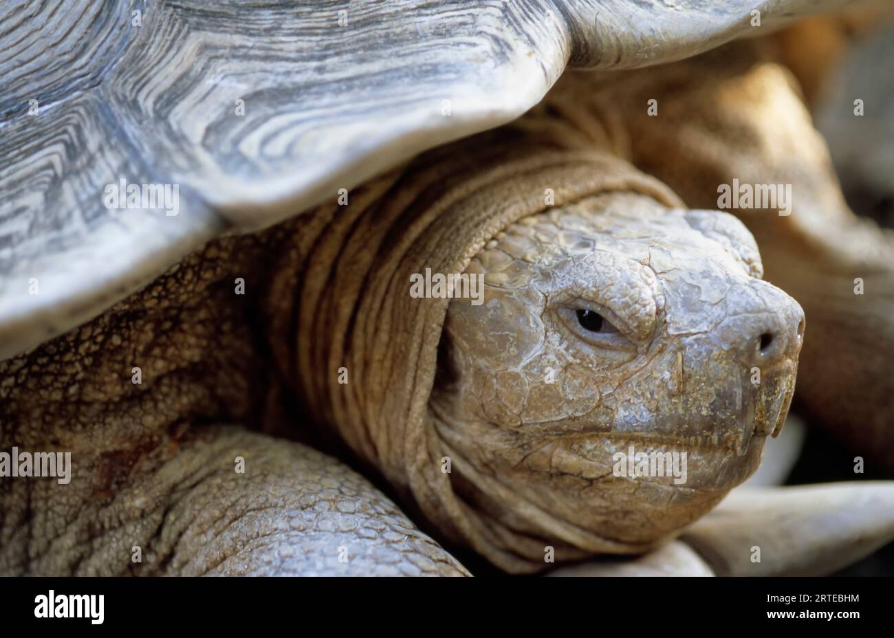 Nahaufnahme einer afrikanischen Spornschildkröte (Centrochelys sulcata); Houston, Texas, Vereinigte Staaten von Amerika Stockfoto