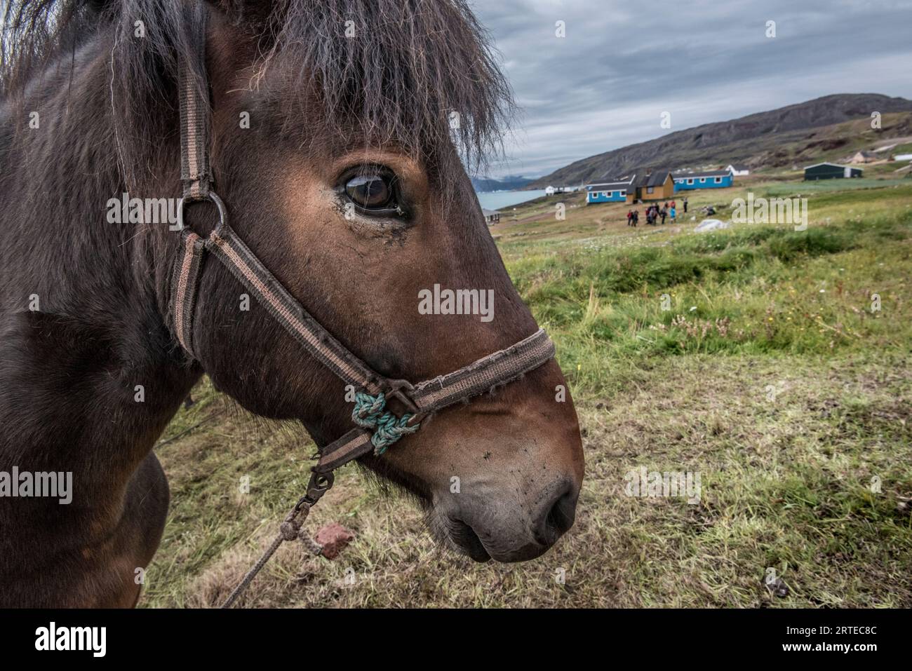 Nahaufnahme eines grönländischen Pferdes (oder Islandpferdes, Equus ferus caballus) mit einer Gruppe von Menschen auf dem Hügel im Hintergrund am Brattahlid... Stockfoto