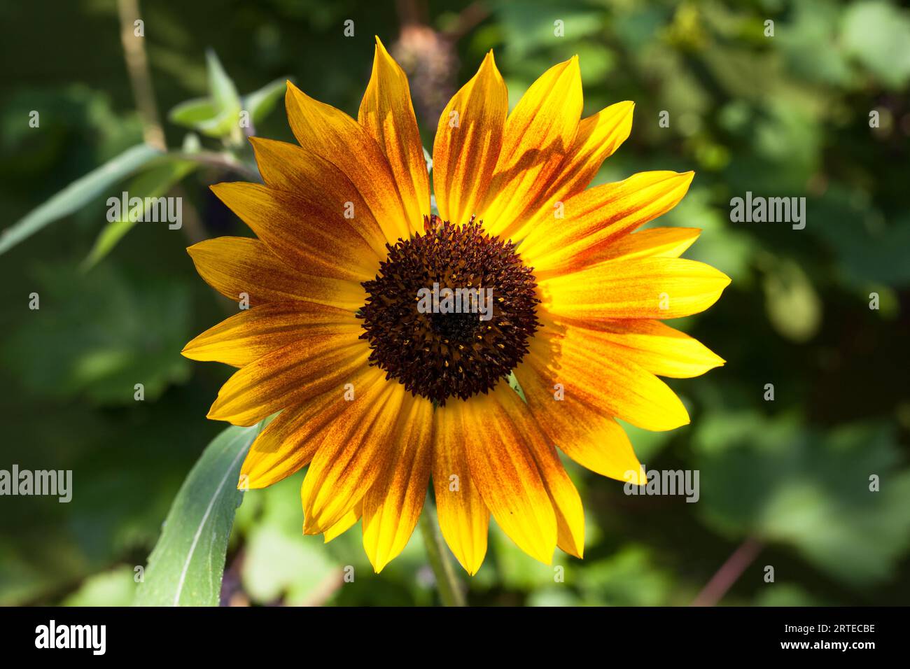 Kleiner, gelber und oranger Sonnenblumenkopf, der im grünen englischen Garten wächst. Stockfoto