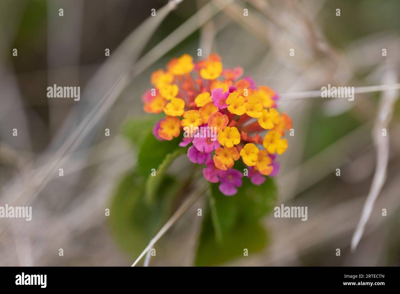 Nahaufnahme leuchtender rosa und gelber Lantana-Blüten (Lantana Camara) in West Maui; Maui, Hawaii, Vereinigte Staaten von Amerika Stockfoto