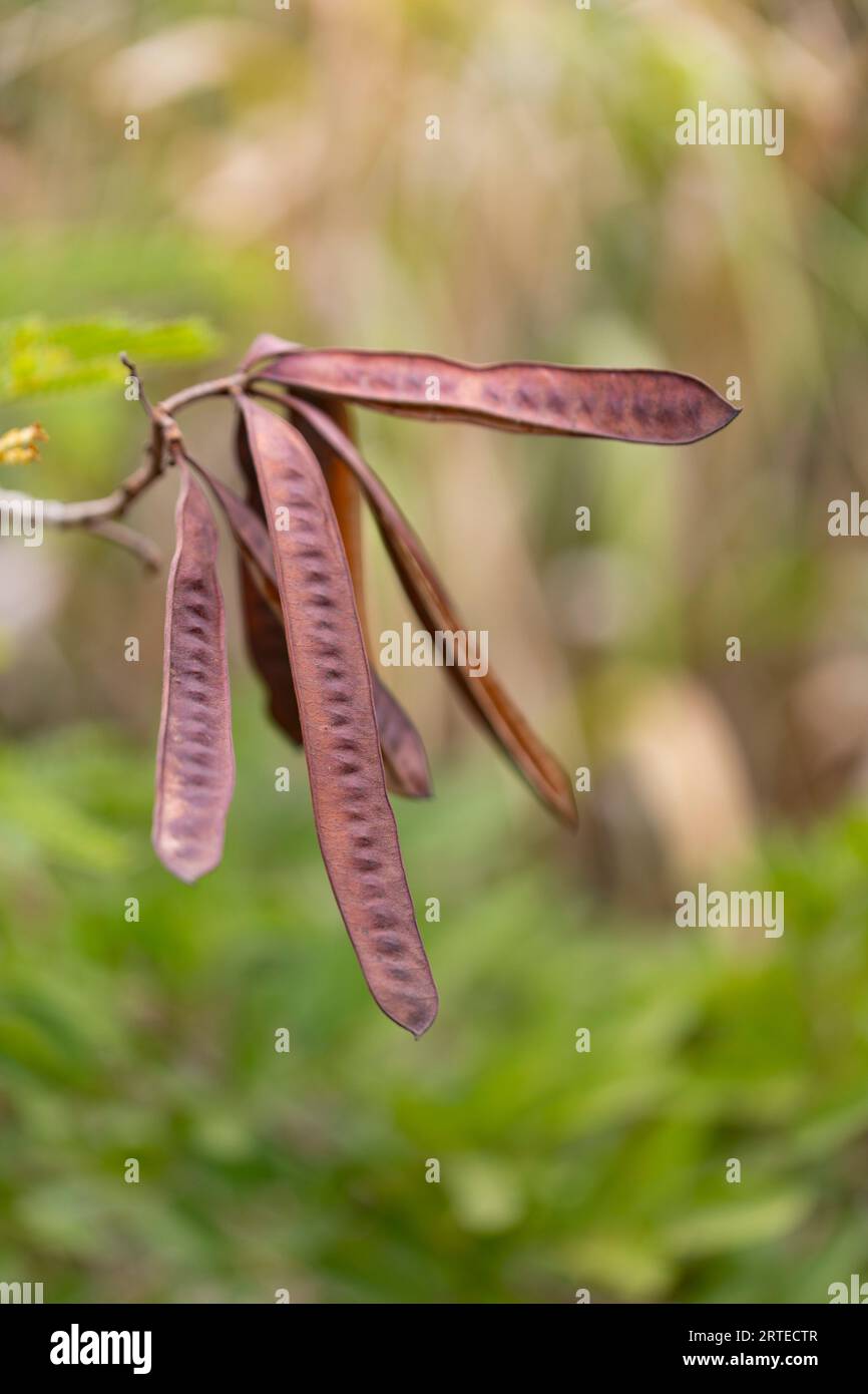 Nahaufnahme langer, flacher, brauner Samenkapseln, die an einem Ast in West Maui hängen; Maui, Hawaii, USA Stockfoto