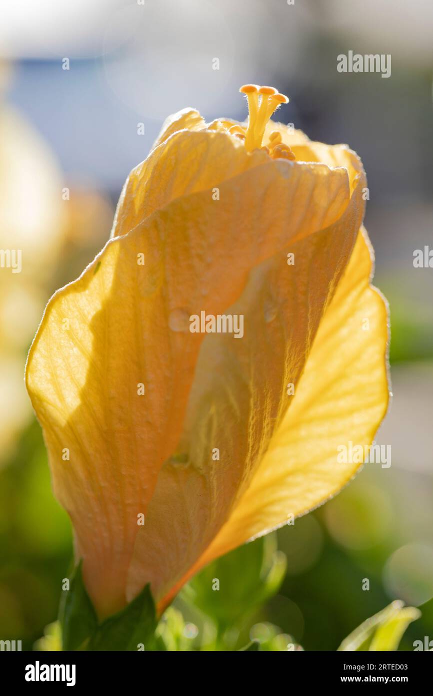 Nahaufnahme einer gelben Hibiskusknospe (Hibiscus brackenridgei) in Kihei; Maui, Hawaii, Vereinigte Staaten von Amerika Stockfoto