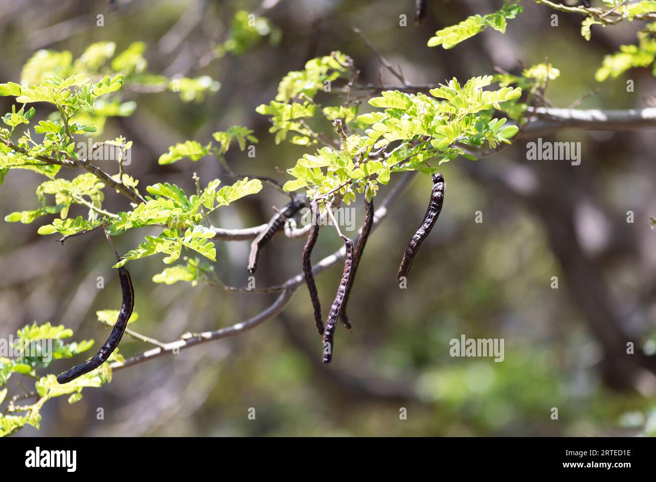 Sonnendurchflutete, grüne Blätter mit langen, braunen Samenkapseln, die an einem Ast hängen, in Kihei; Maui, Hawaii, USA Stockfoto