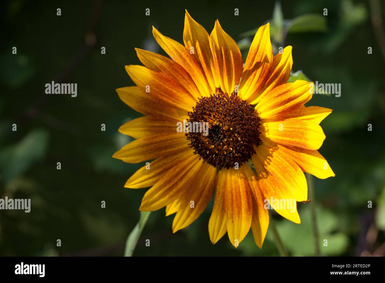 Kleiner, gelber und oranger Sonnenblumenkopf, der im grünen englischen Garten wächst. Stockfoto