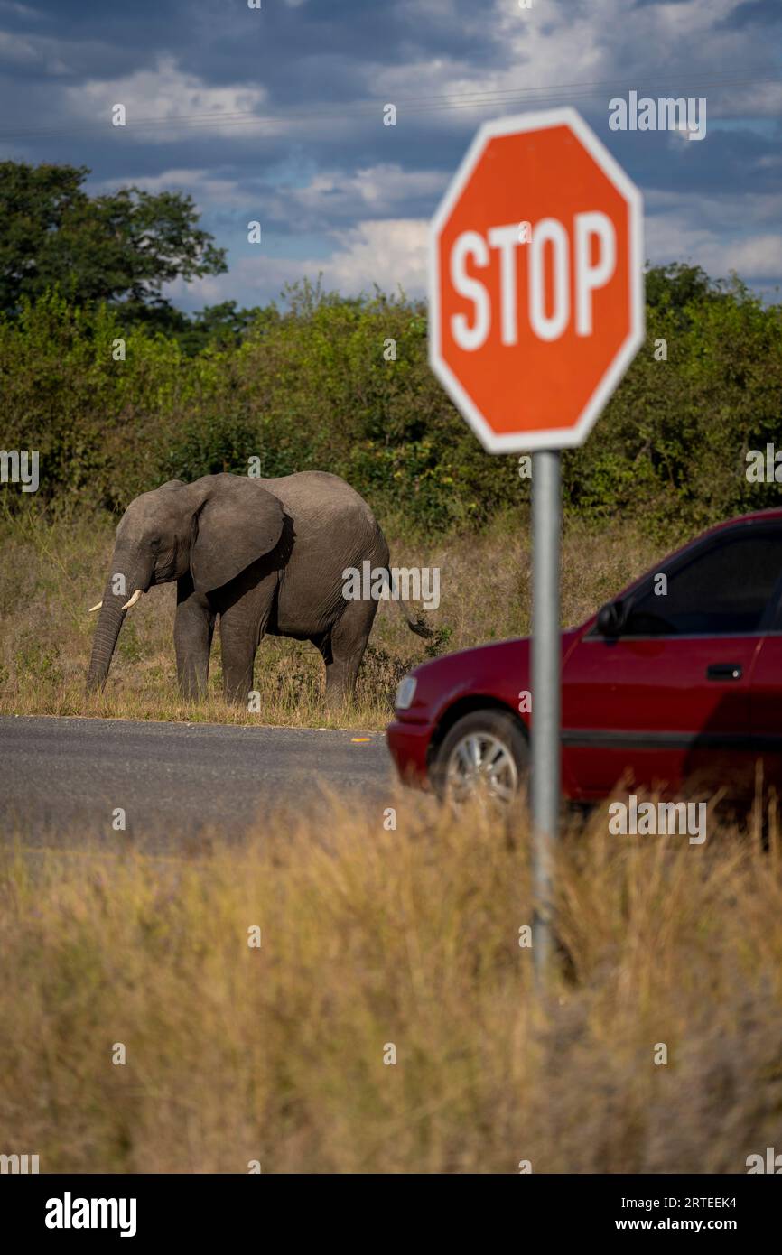 Afrikanischer Buschelefant (Loxodonta africana), der am Straßenrand in der Nähe eines vorbeifahrenden Autos und eines Stoppschildes im Chobe-Nationalpark steht; Chobe, Botswana Stockfoto