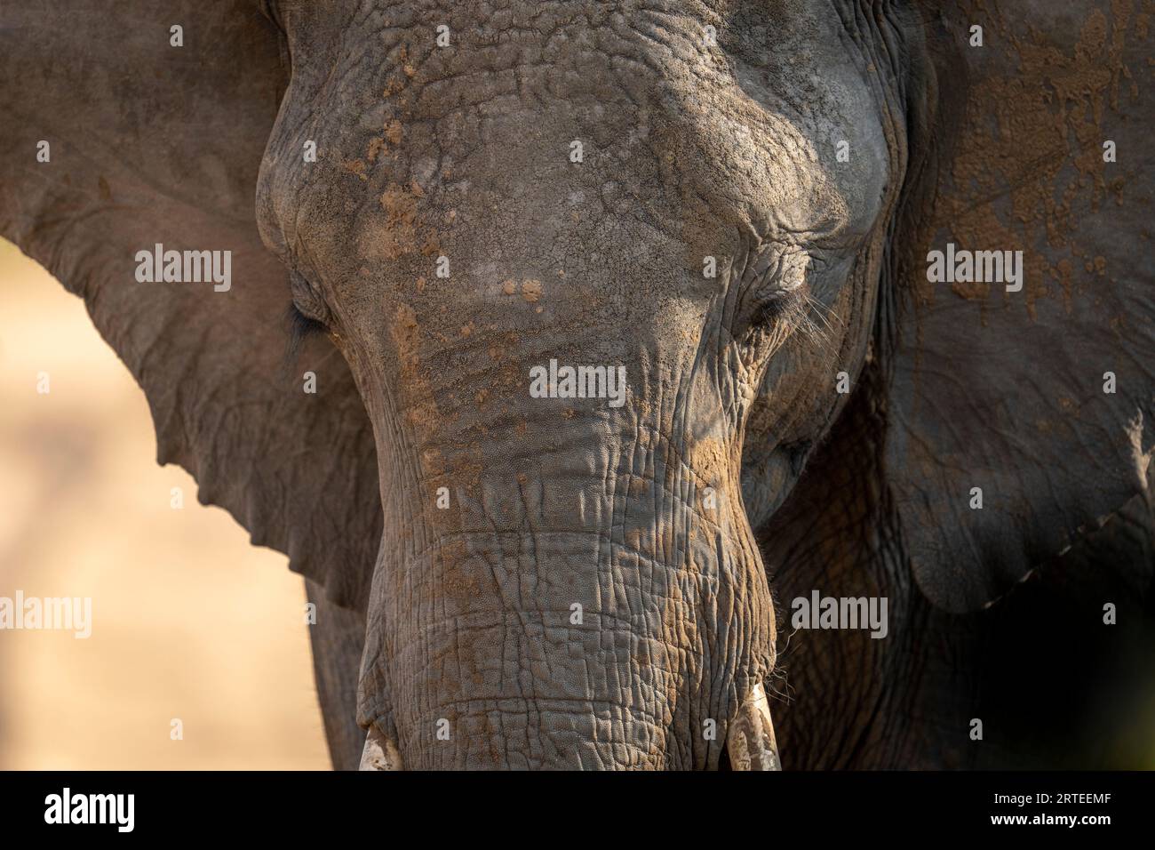 Nahaufnahme des Porträts eines afrikanischen Buschelefanten (Loxodonta africana) auf der Savanne mit Blick nach unten; Segera, Laikipia, Kenia Stockfoto