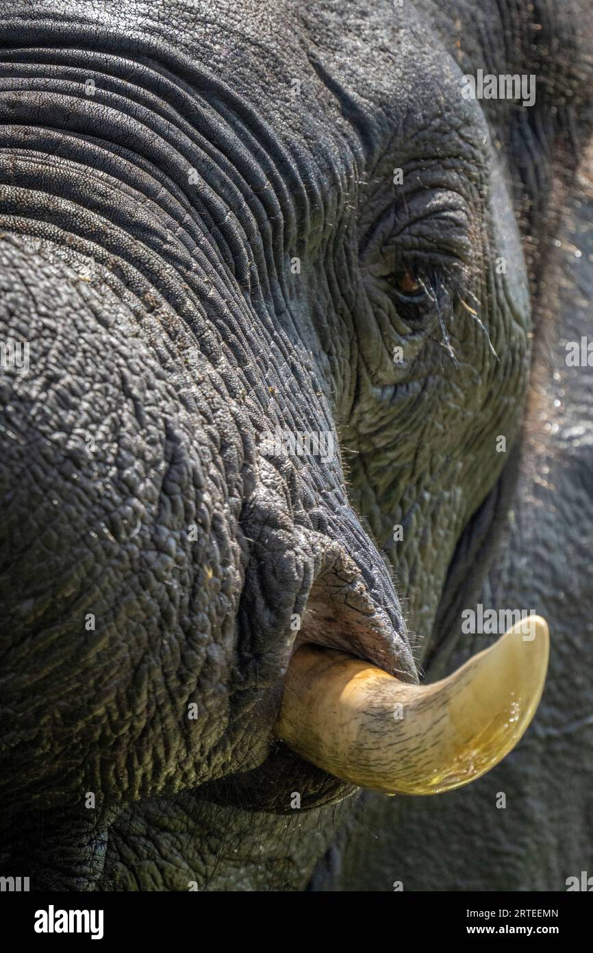 Nahaufnahme des Auges und des Stoßes eines afrikanischen Buschelefanten-Kalbes (Loxodonta africana) im Chobe-Nationalpark; Chobe, Nordwesten, Botswana Stockfoto
