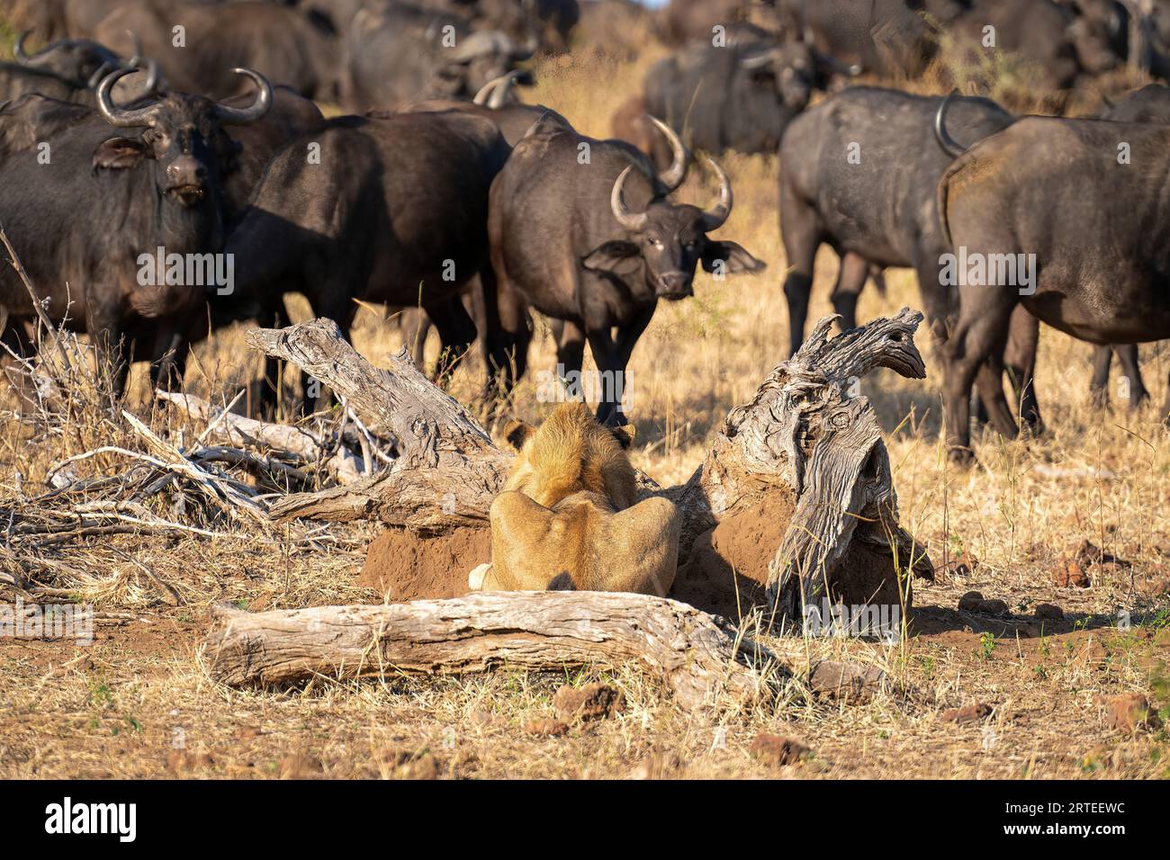 Junger männlicher Löwe (Panthera leo) findet Tarnung neben einer Herde von Cape Buffalo (Syncerus Caffer), die auf der Ebene steht, während er in C.... Stockfoto